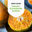 Ameisen auf aufgeschnittener Orange und Schrift auf weißem Wappen