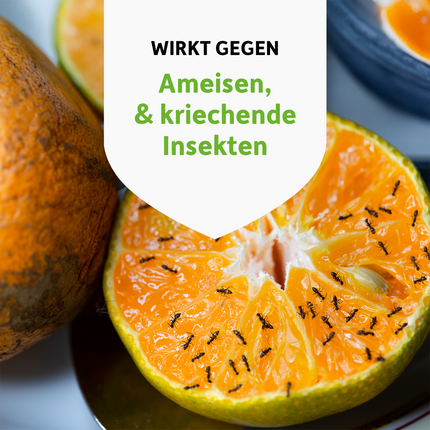 Ameisen auf aufgeschnittener Orange und Schrift auf weißem Wappen