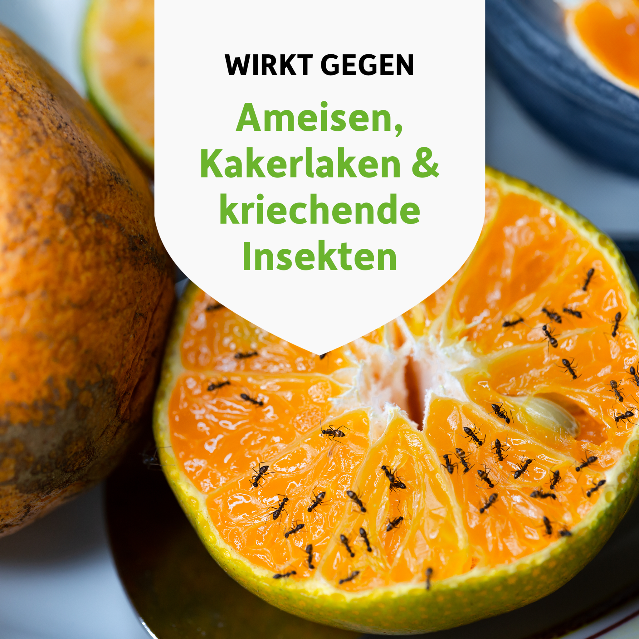 Ameisen auf aufgeschnittener Orange und Schrift auf weißem Wappen