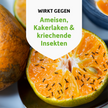 Ameisen auf aufgeschnittener Orange und Schrift auf weißem Wappen