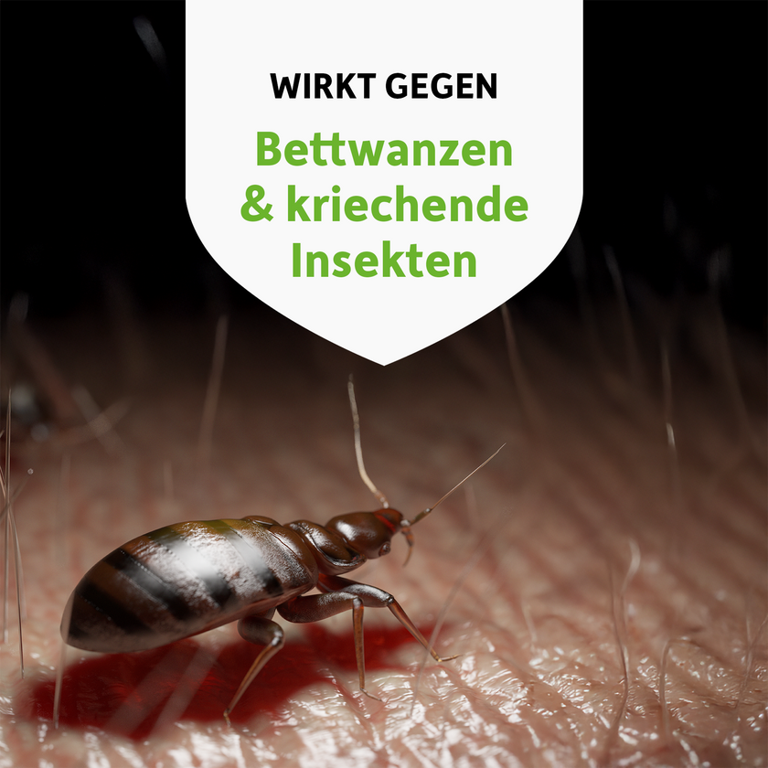 Bettwanze auf Haut und Schrift auf weißem Wappen