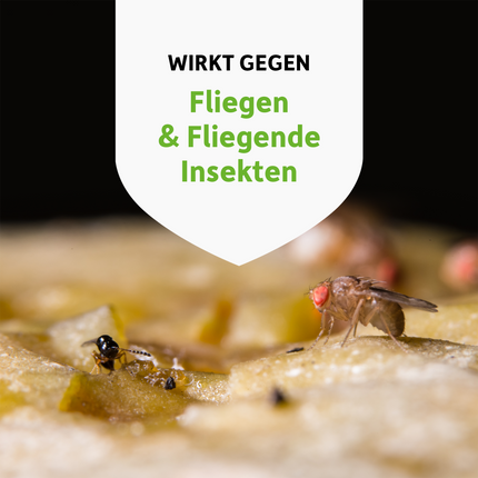 Fruchtfliegen auf Essen und Schrift auf weißem Wappen