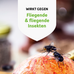 Fliege auf Apfel und Schrift auf weißem Wappen