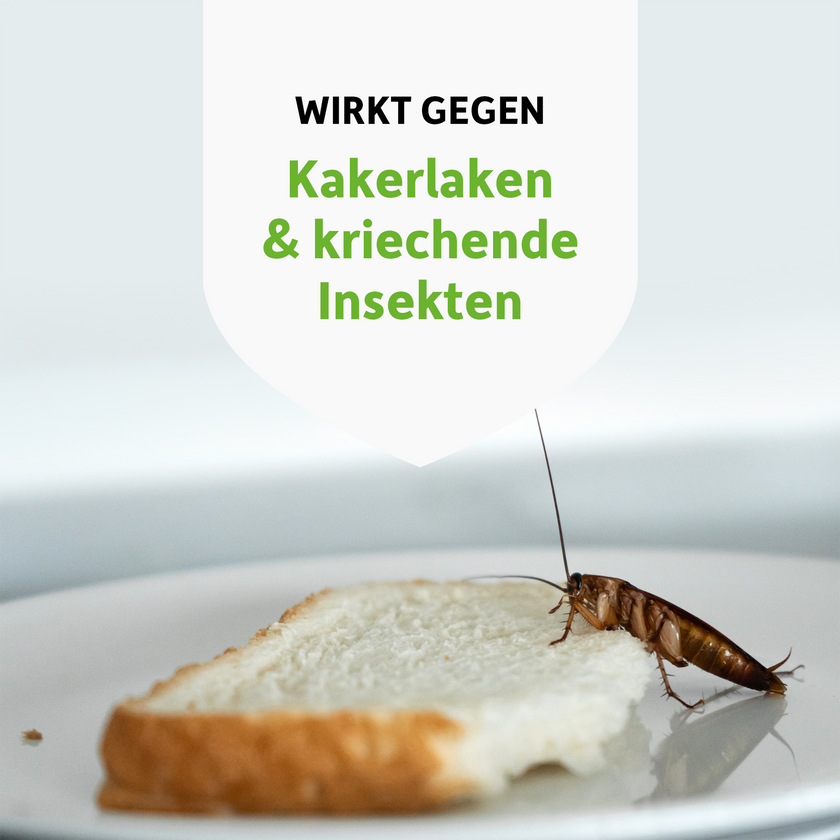 Kakerlake auf Brotscheibe und Schrift auf weißem Wappen