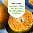 Ameisen auf aufgeschnittener Orange und Schrift auf weißem Schild