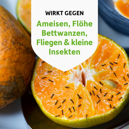 Ameisen auf aufgeschnittener Orange und Schrift auf weißem Schild